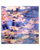 Maple leaves- ‘Immortal beauty maple leaves’ - Sagar World