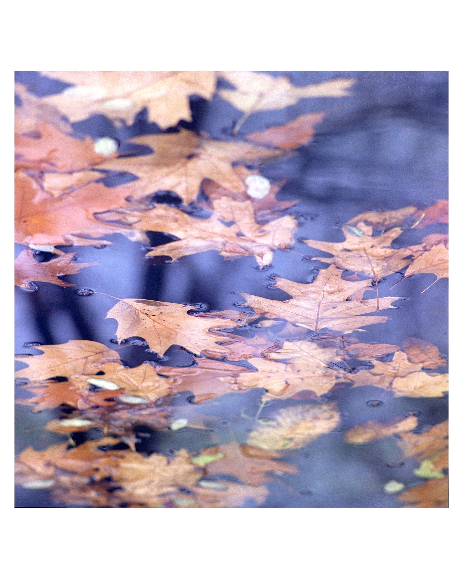 Maple leaves- ‘Immortal beauty maple leaves’ - Sagar World