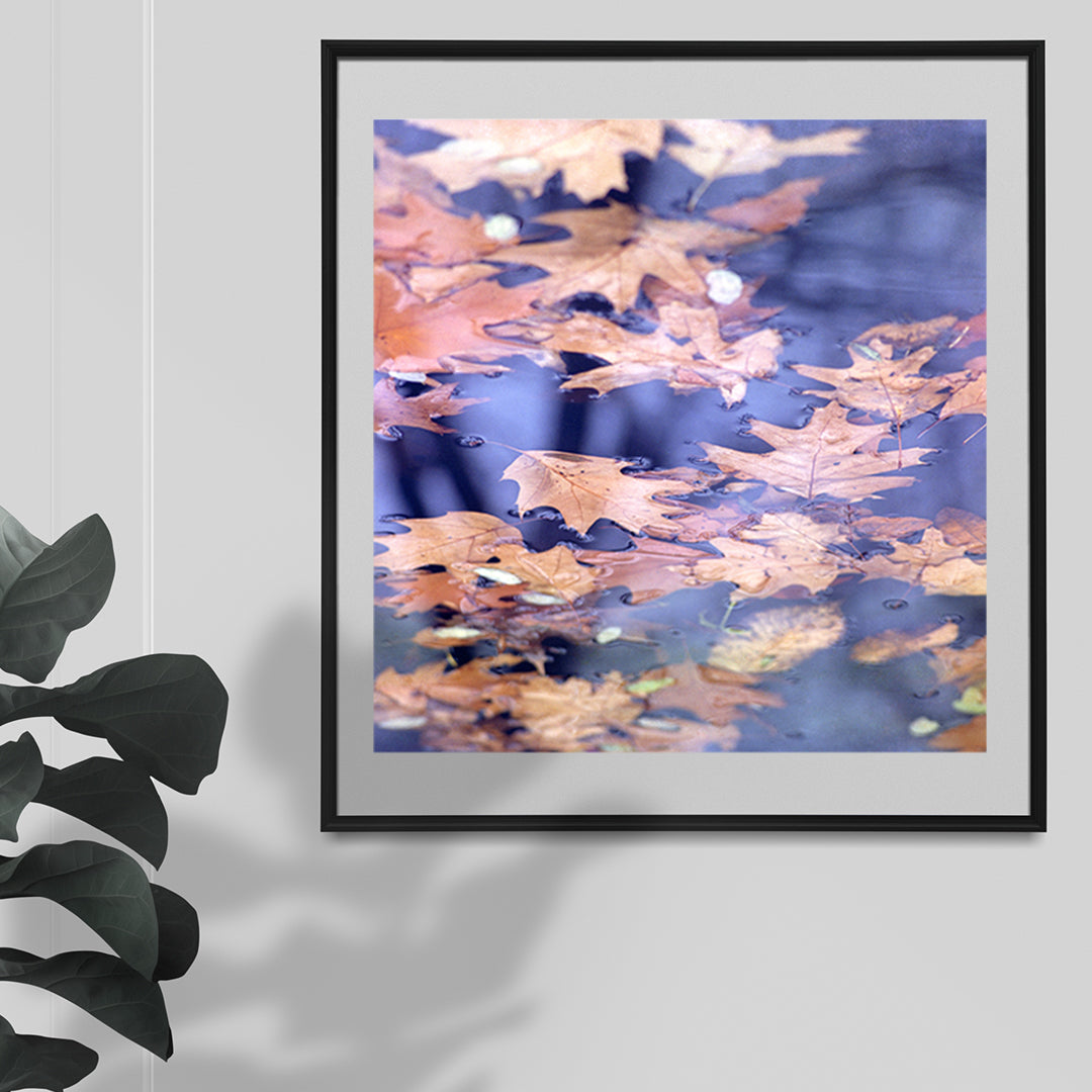 Maple leaves- ‘Immortal beauty maple leaves’ - Sagar World