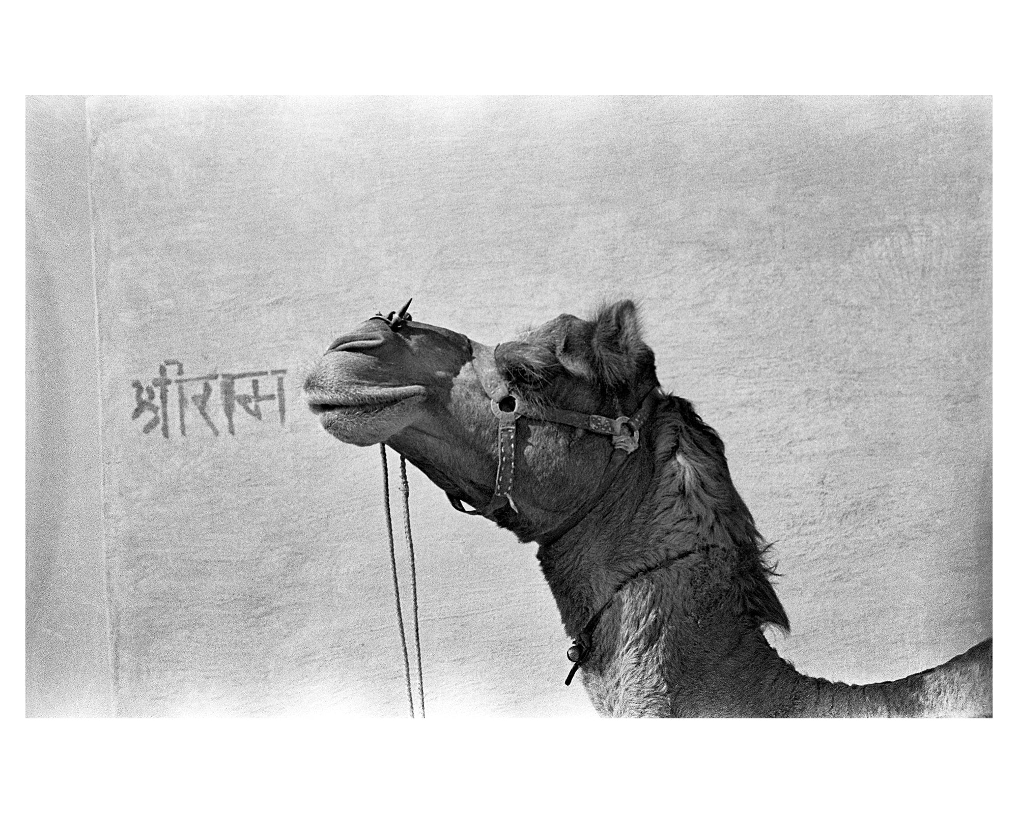 Of Vanar and of Camels.-He resides in everyone. He is everyone. - Sagar World